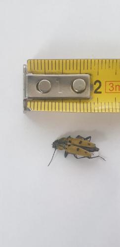 Chlorophorus glabromaculatus